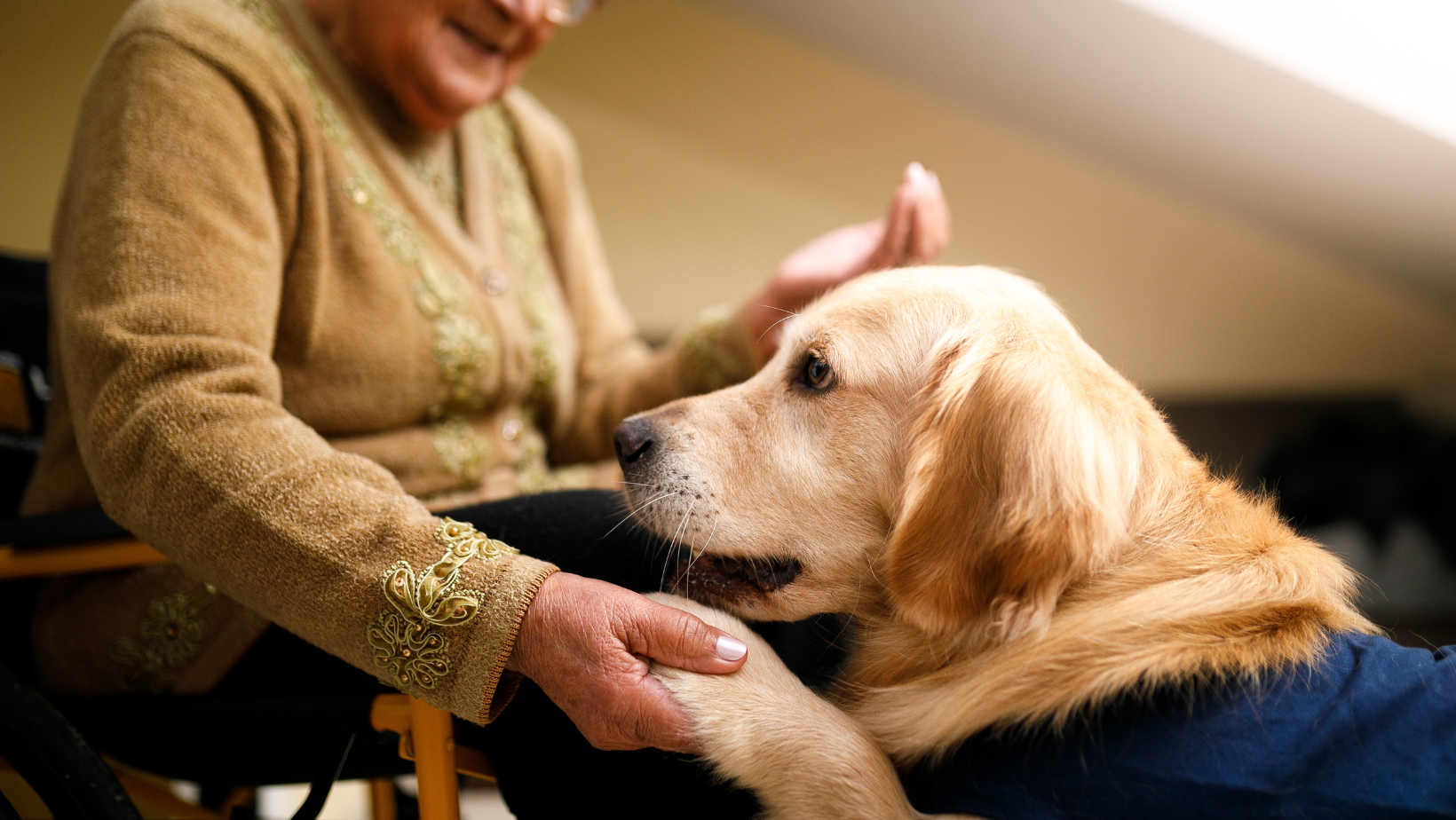Blog20Covers20285229 Labrador putting its paw in a senior woman's hand