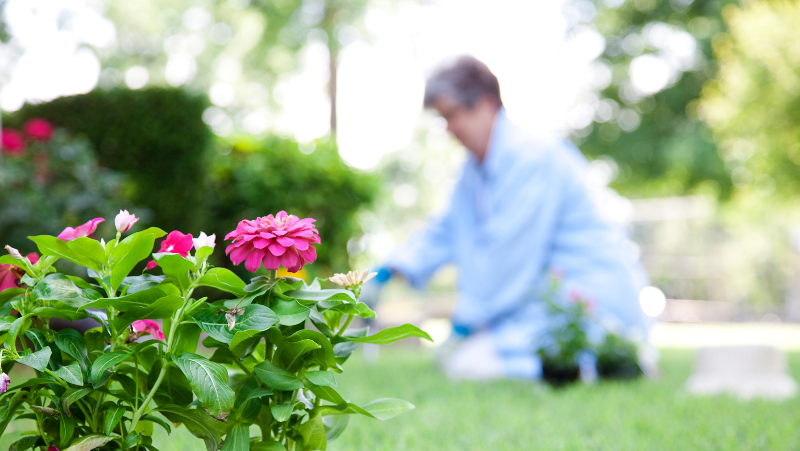 Senior woman gardening with pink flowers