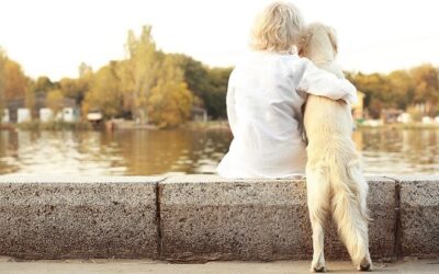 Best Dog Breeds For Seniors