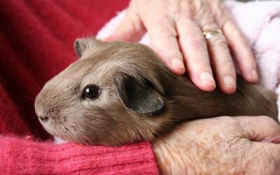 How to Choose the Right Pet as You Age