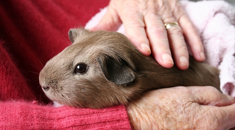 Senior petting a guinea pig