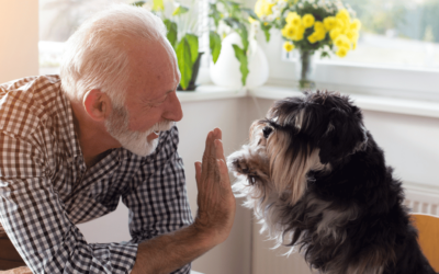 Pets for Seniors: Benefits, Best Low-Maintenance Options & Care Tips