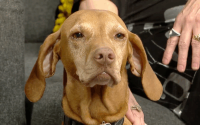 Therapy Dog Ivy Appears on Great Day Colorado