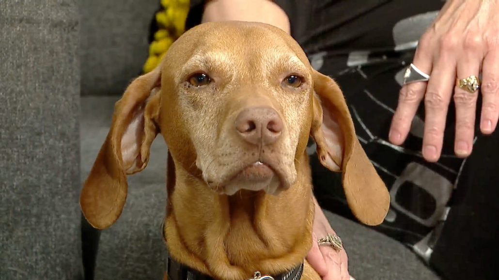 Therapy Dog Ivy Appears on Great Day Colorado